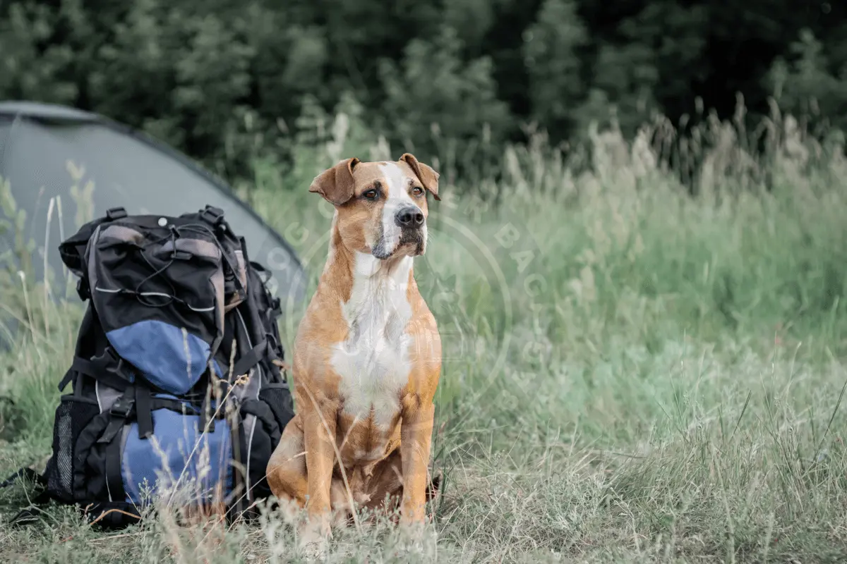 Are Dog Backpack carriers safe